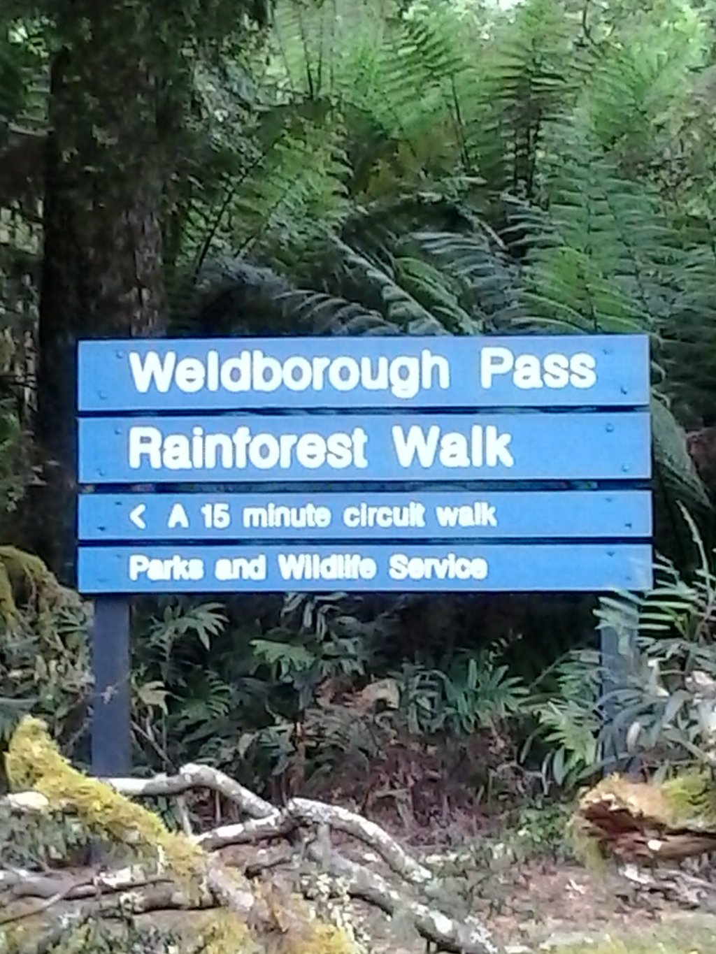 Weldborough Pass Rainforest Walk