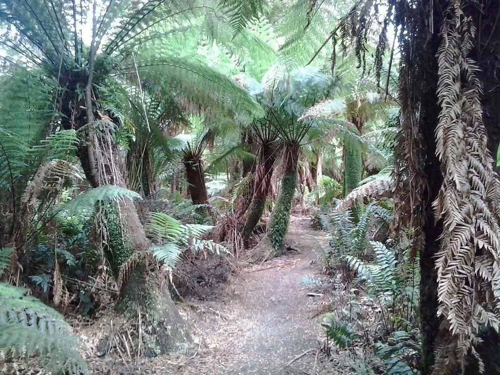 Weldborough Pass Rainforest Walk